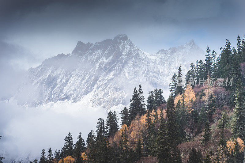 自然风景景观山背景和秋树亚丁/香格里拉山在秋天，四川，中国，西藏